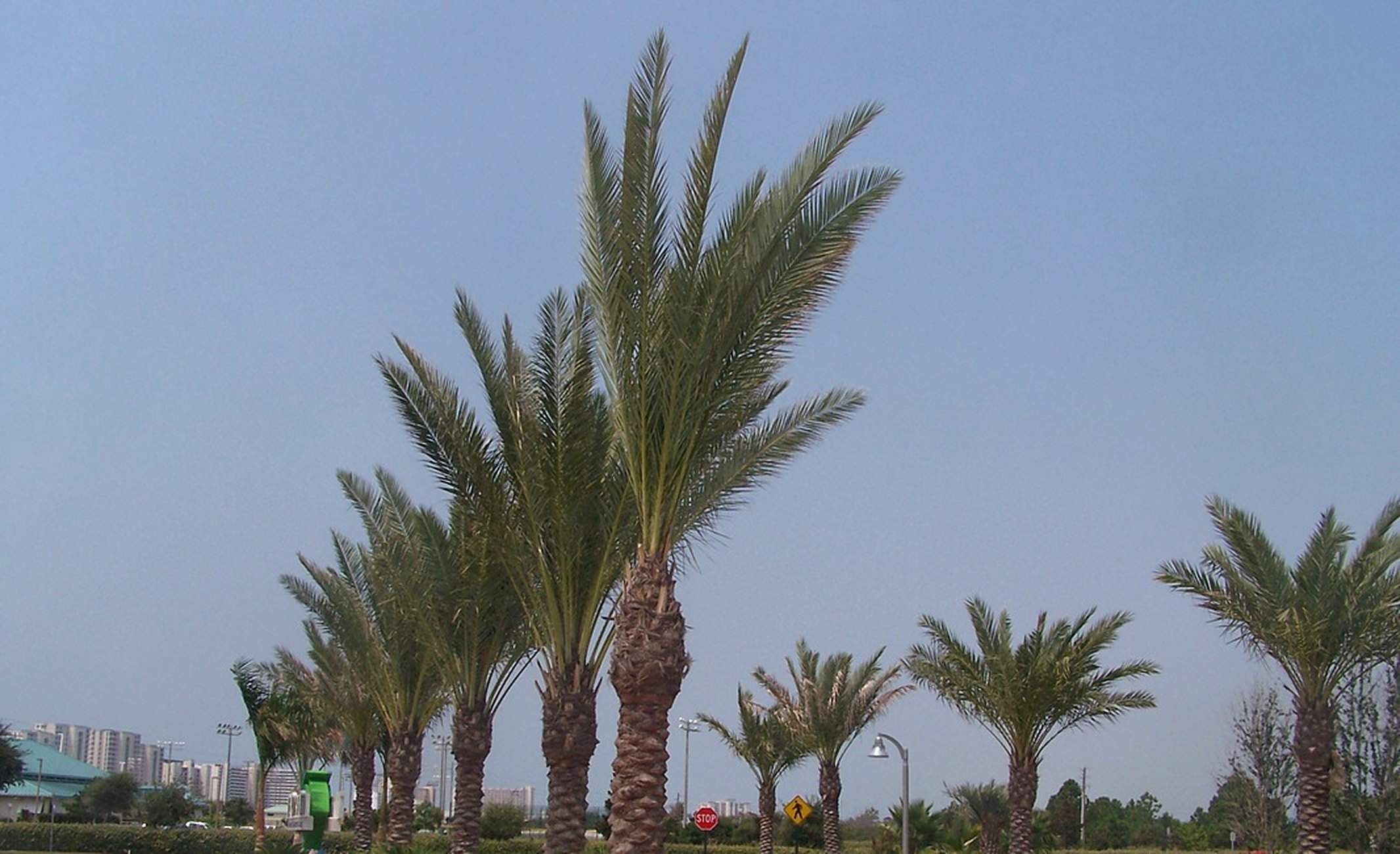 A palm-lined entry drive with layered planting beds installed by GCL Services at The Palms of Destin