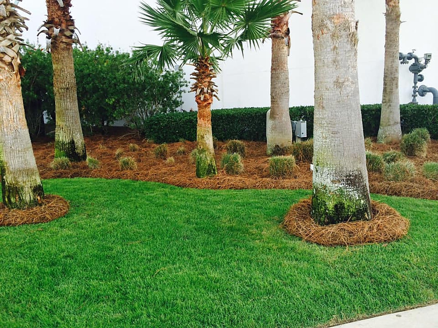 Manicured turf and mulched palm beds maintained by GCL Services